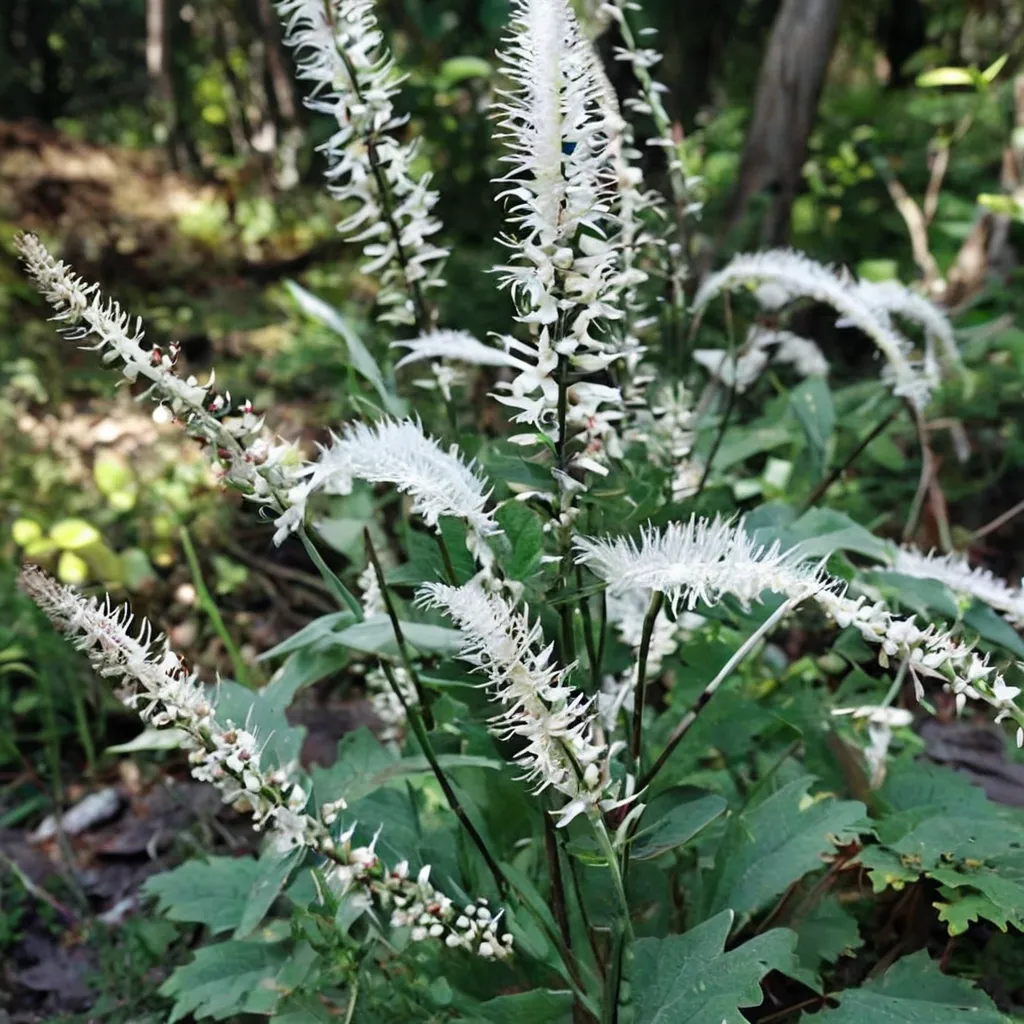 Japanese Bugbane