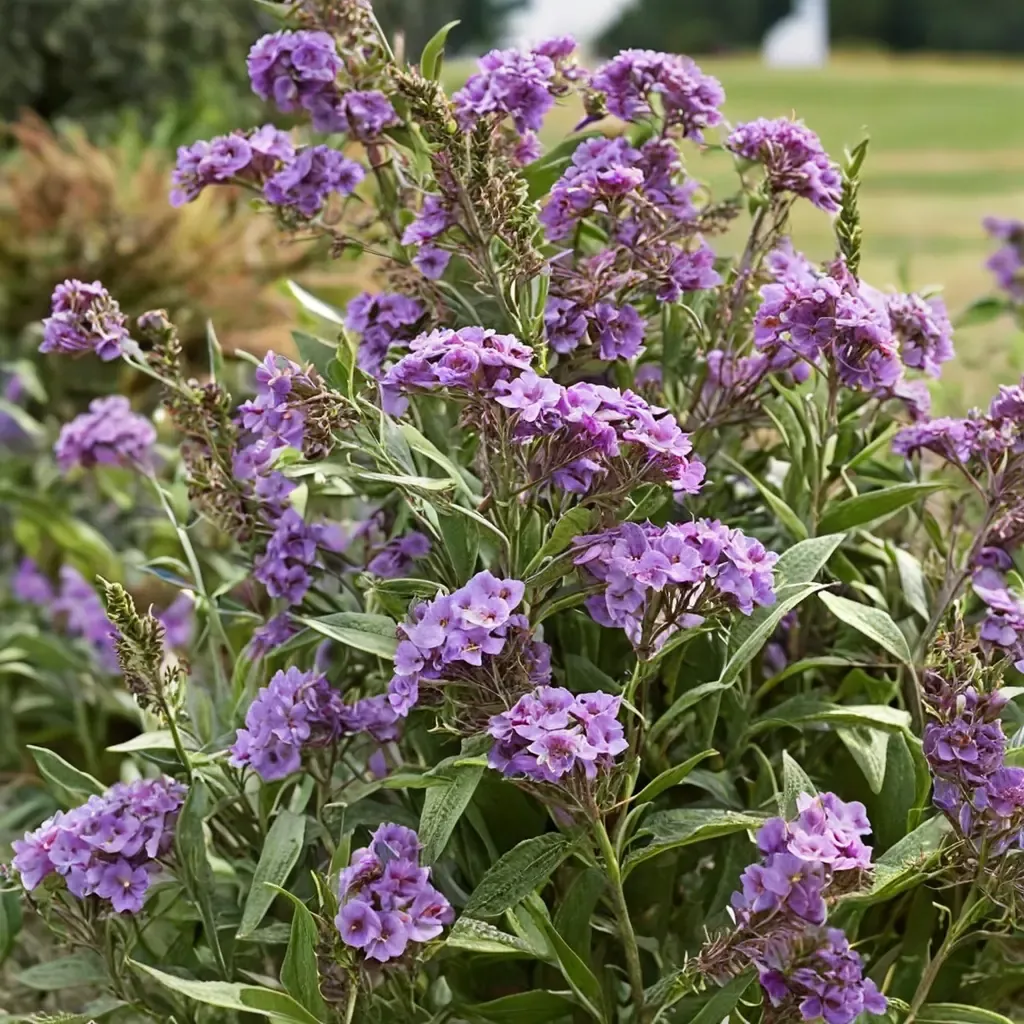 Le Petit Butterfly Bush