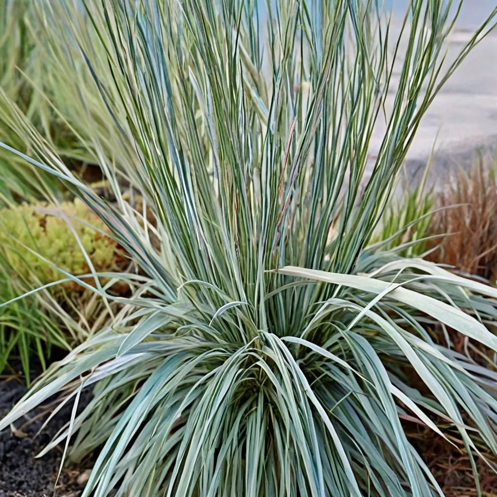 Little Bluestem Shining Star