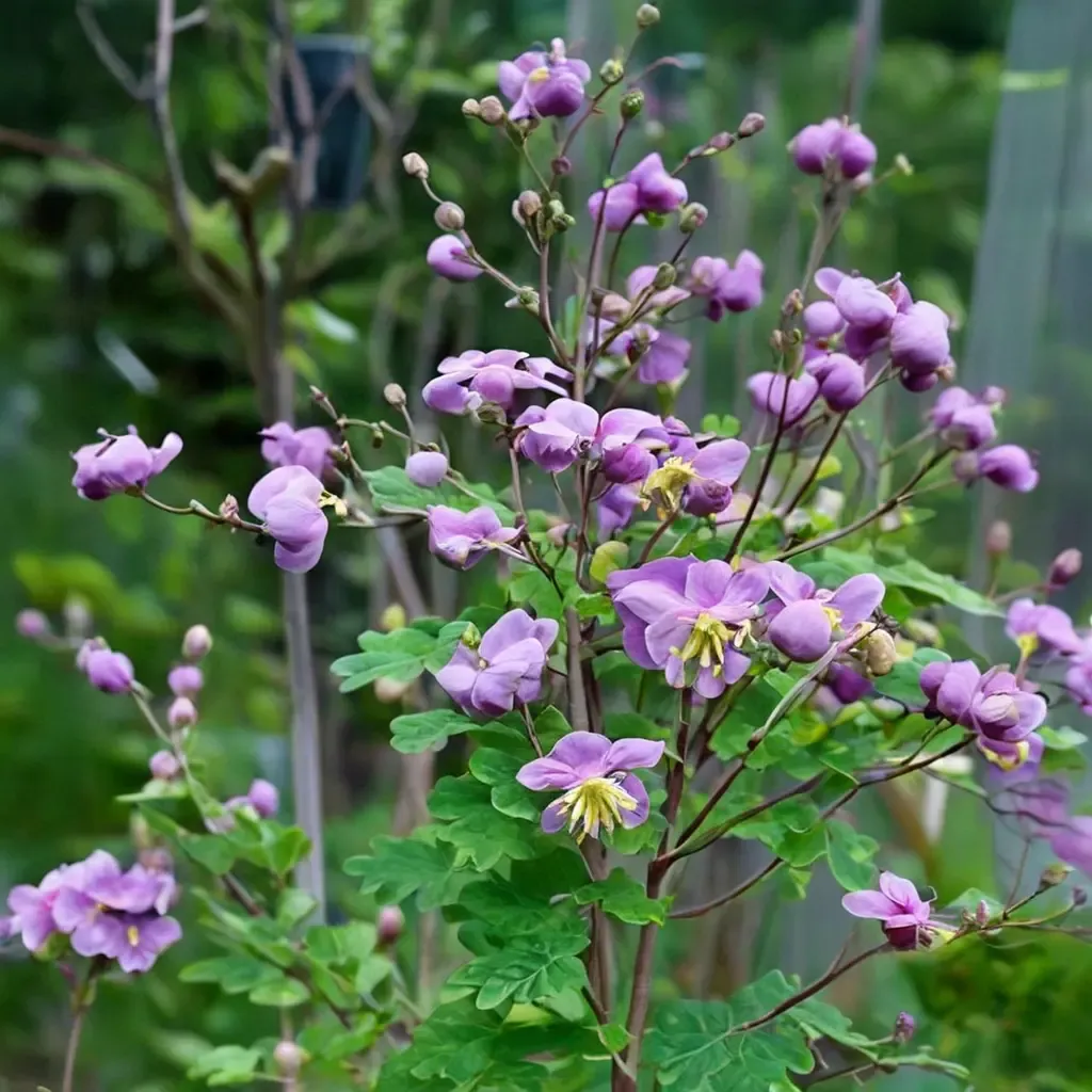 Lavender Mist Meadow Rue