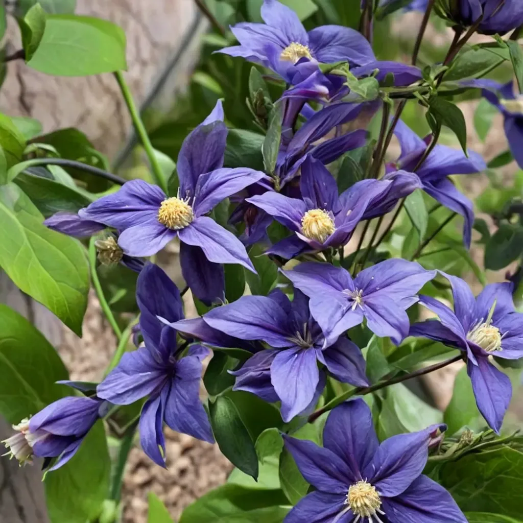 Taiga Clematis