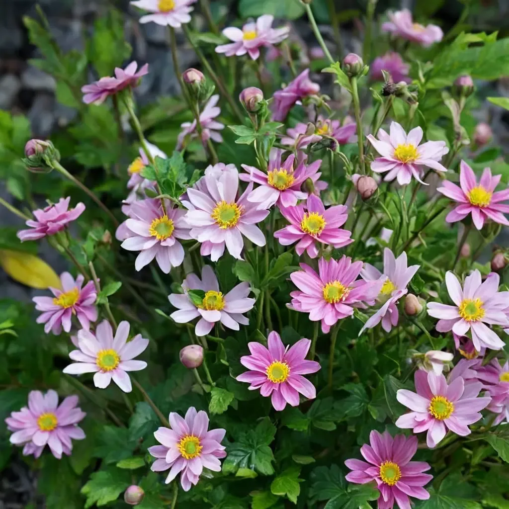 Pocahontas Anemone
