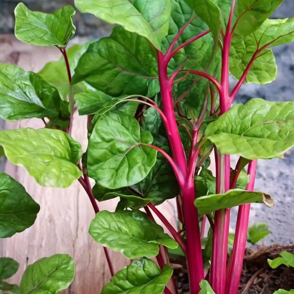 Magenta Sunset Swiss Chard