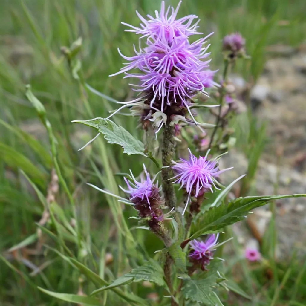 Scaly Blazing Star