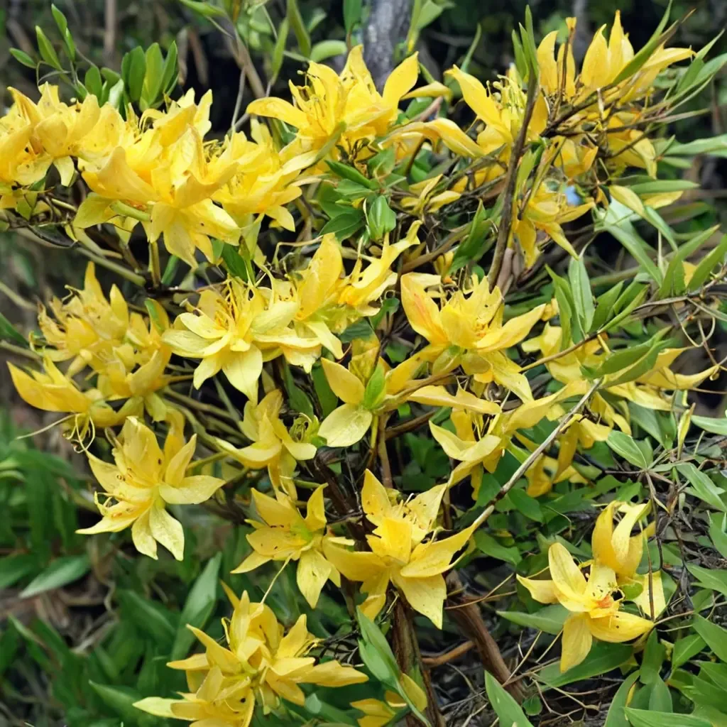 Yellow Azalea