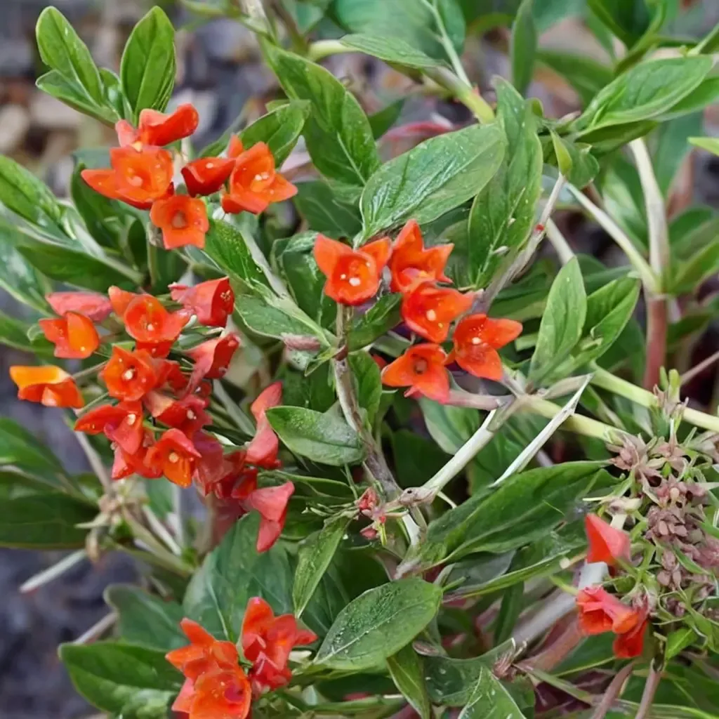 Scarlet Bouvardia