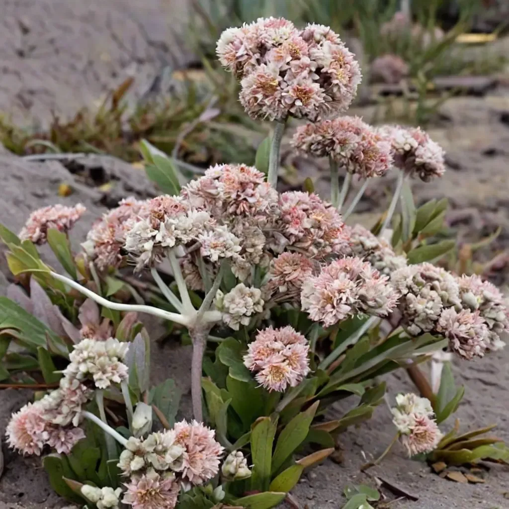 Broadleaf Buckwheat