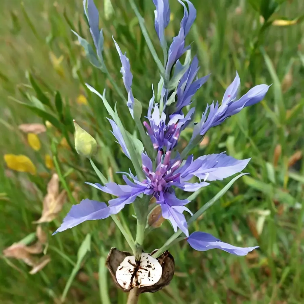 Cornflower