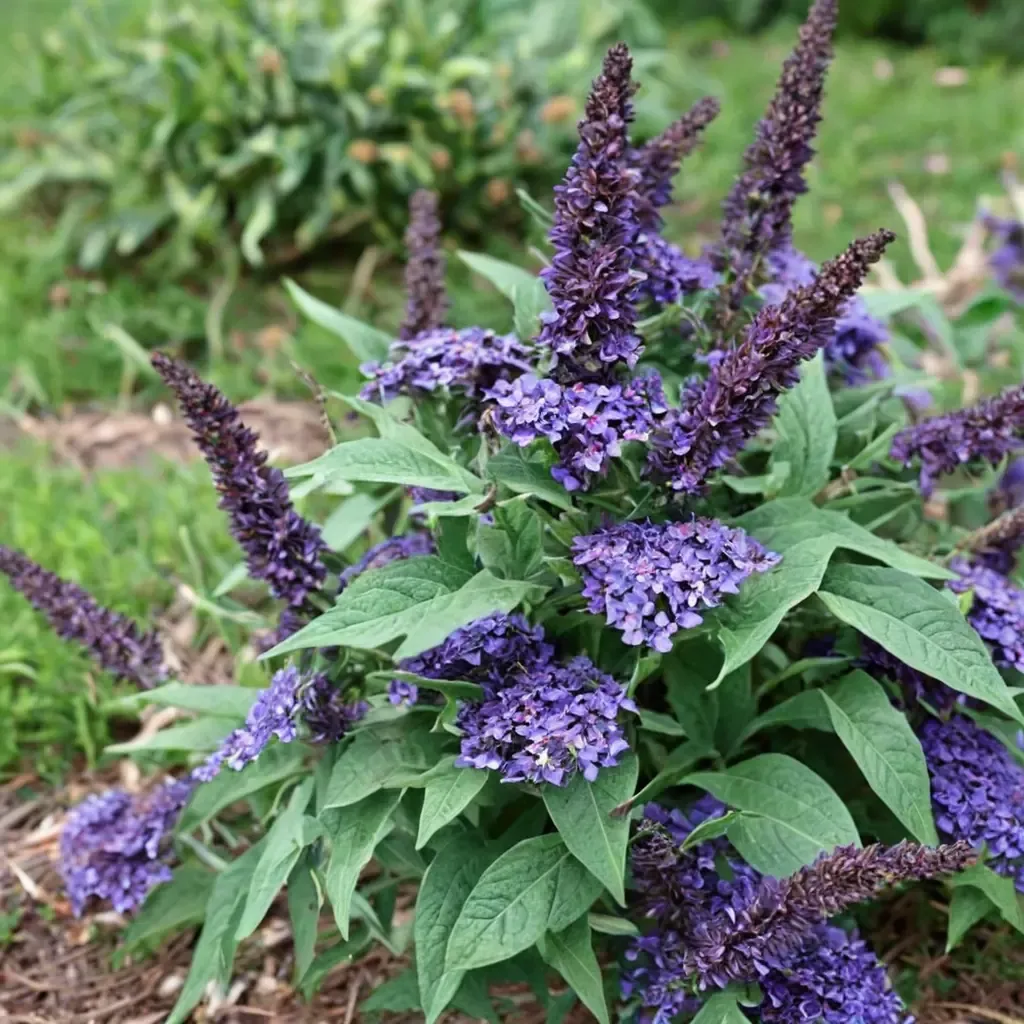 Pugster Blue Butterfly Bush