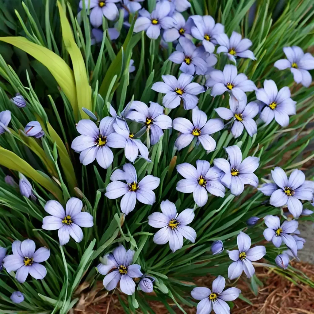 Devon Skies Blue-Eyed Grass