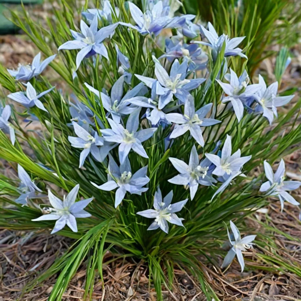Blue Star Amsonia