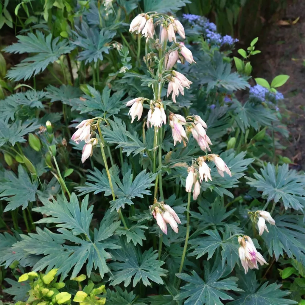 Pacific Bleeding Heart 'Langtrees'