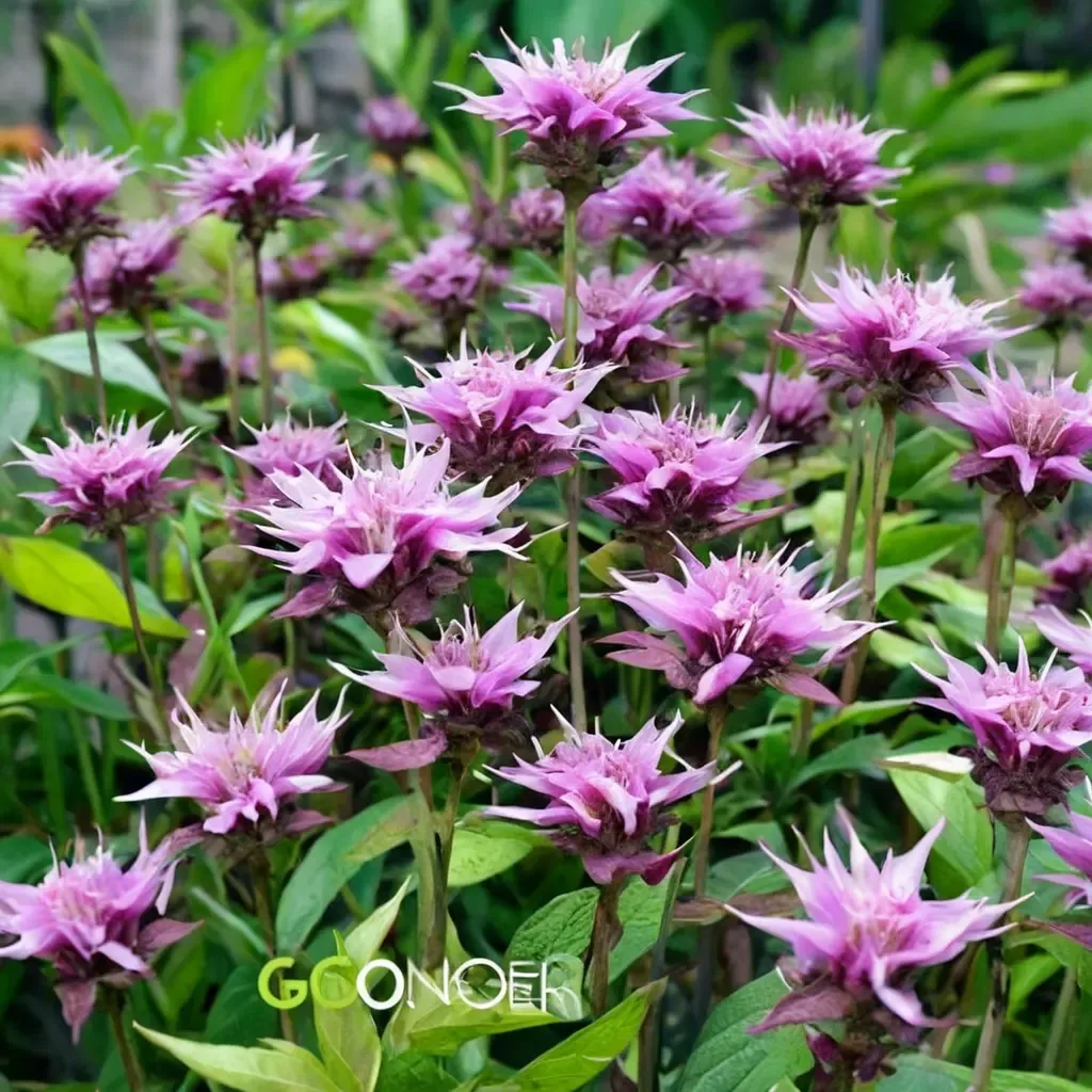 Beauty of Cobham Beebalm