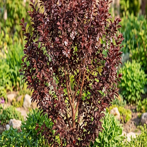 Purpleleaf Sand Cherry