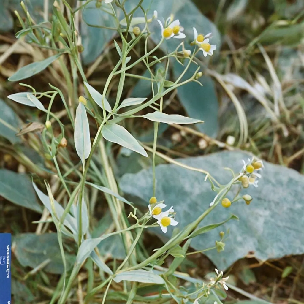 Apalachicola Boltonia