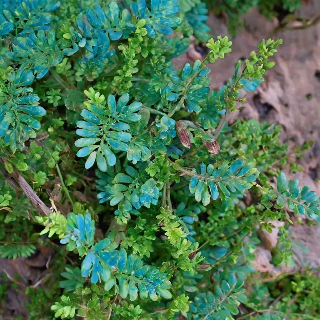 Peacock Moss