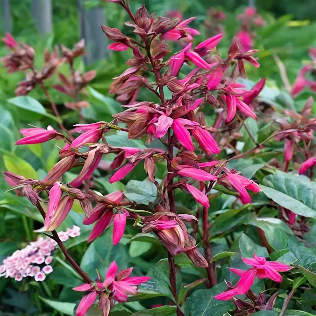 Wendy's Wish Salvia