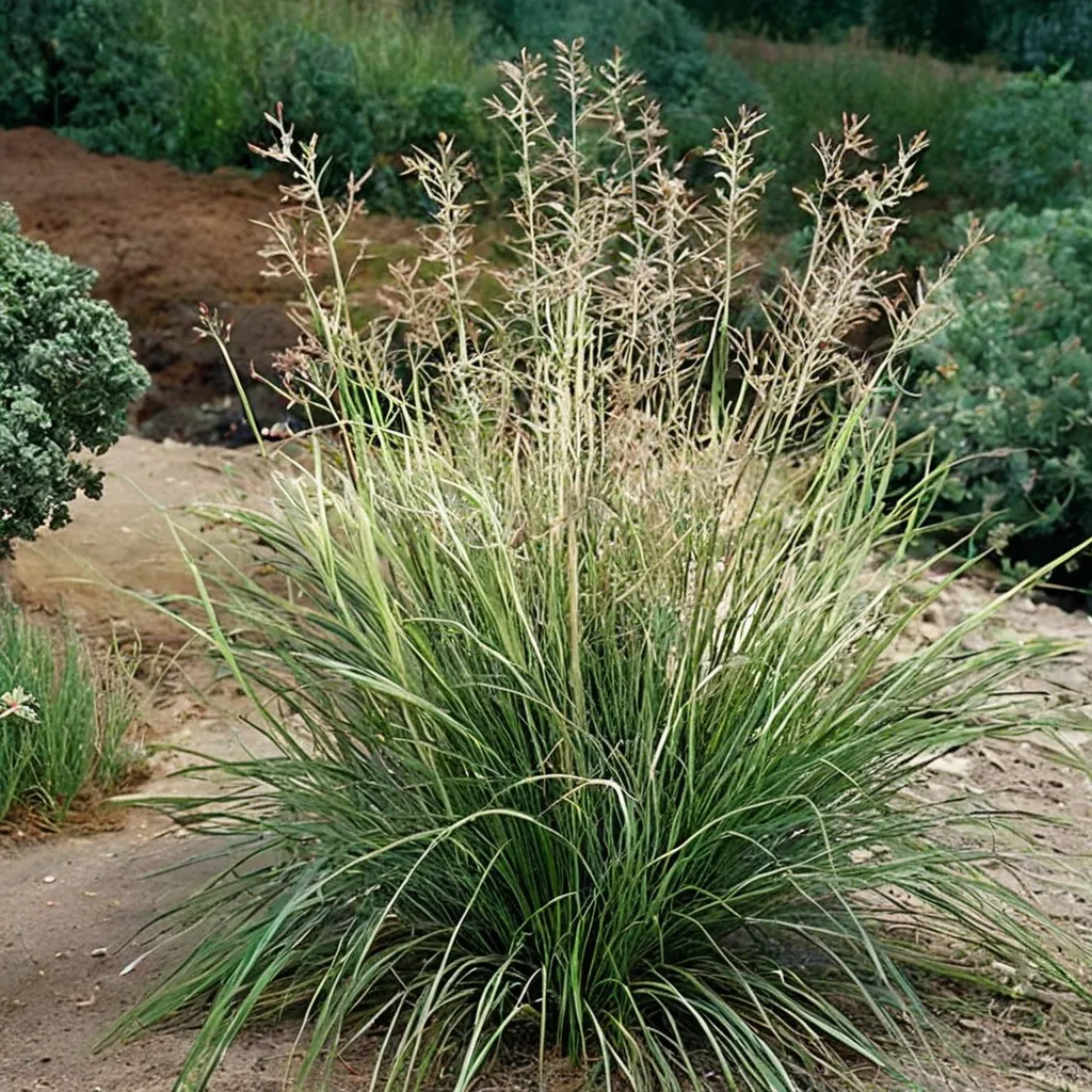 Alkali Sacaton