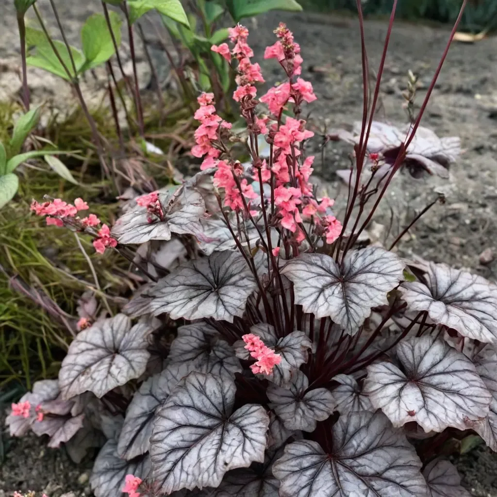 Timeless Treasure Coral Bell