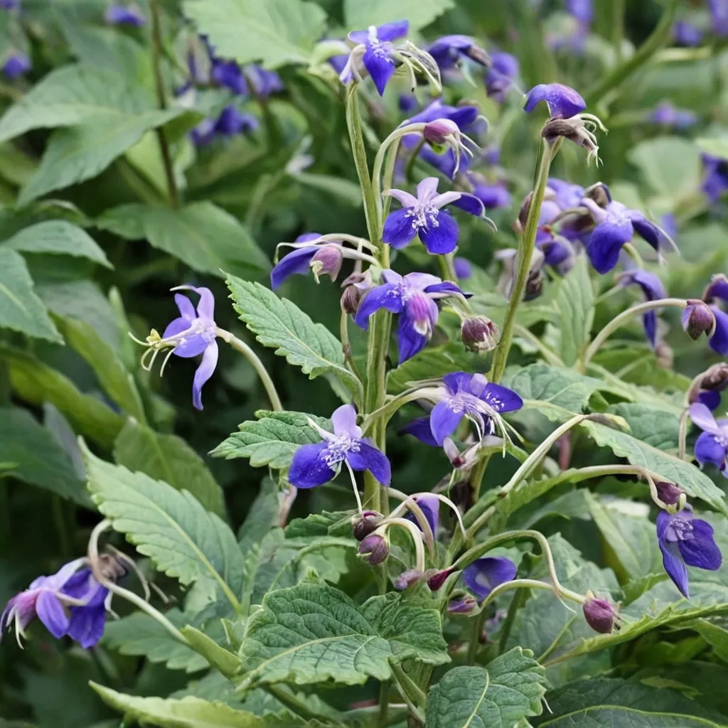 Bluebeard