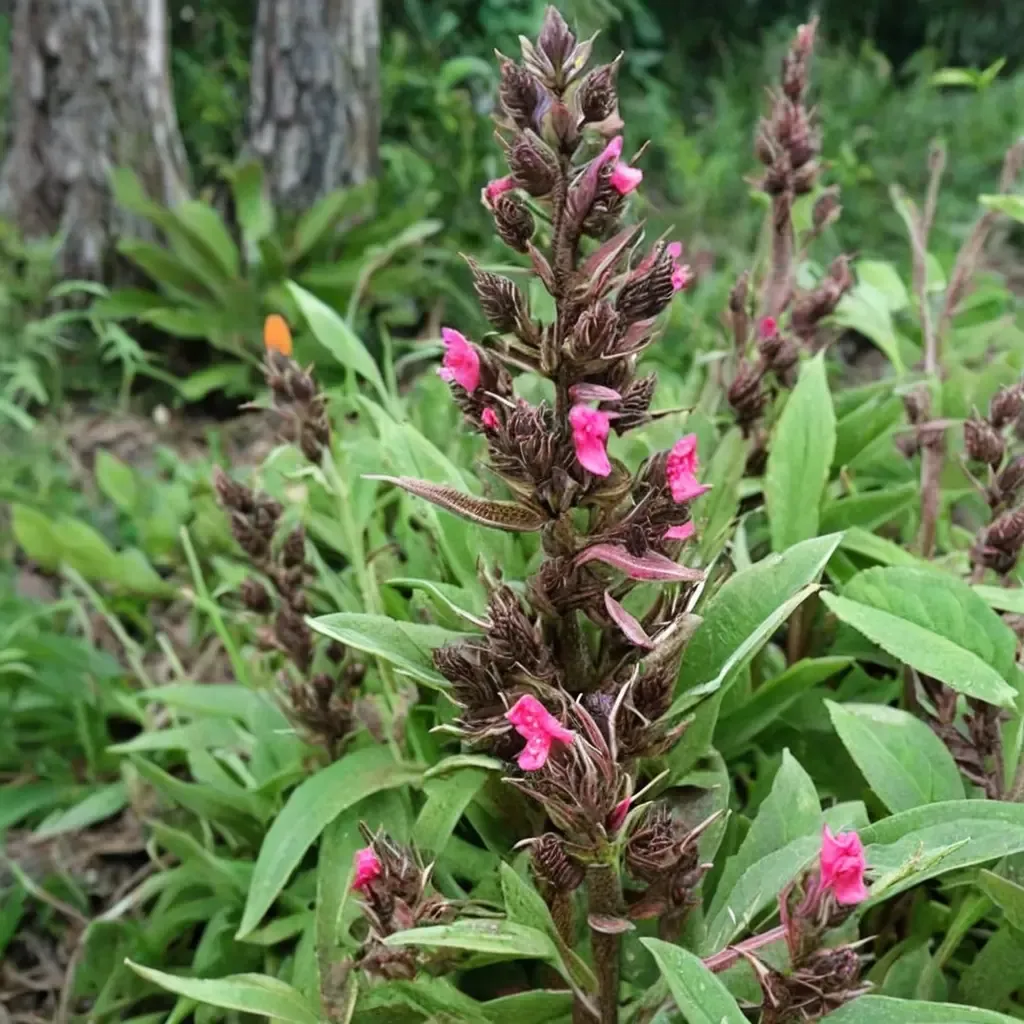 Hummingbird Sage