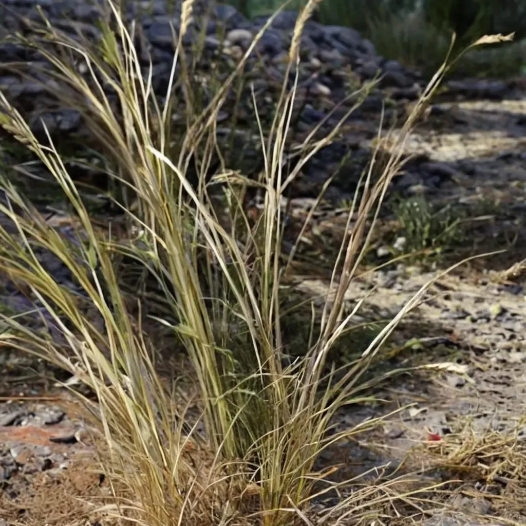Nodding Needlegrass