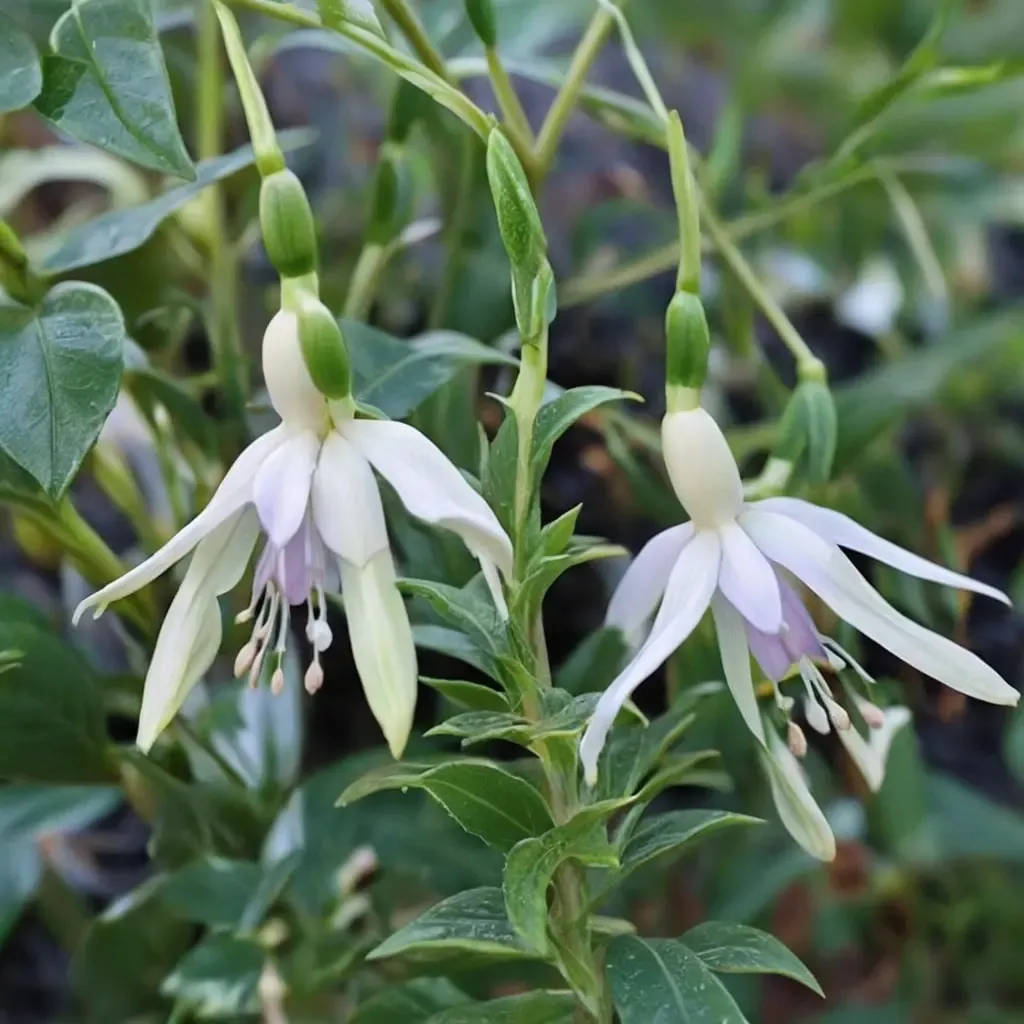 Hawkshead Fuchsia