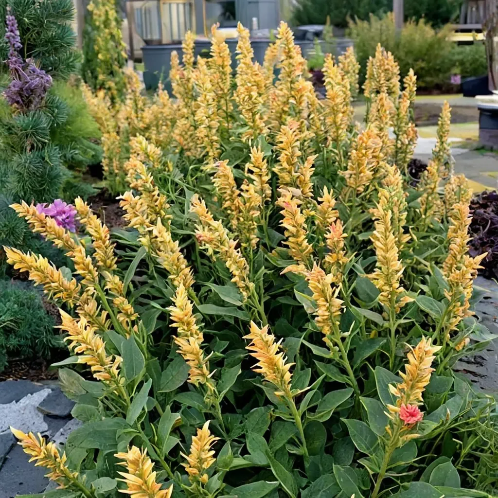 Kudos Yellow Anise Hyssop