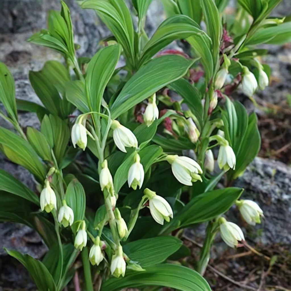Spiral Staircase Solomon's Seal