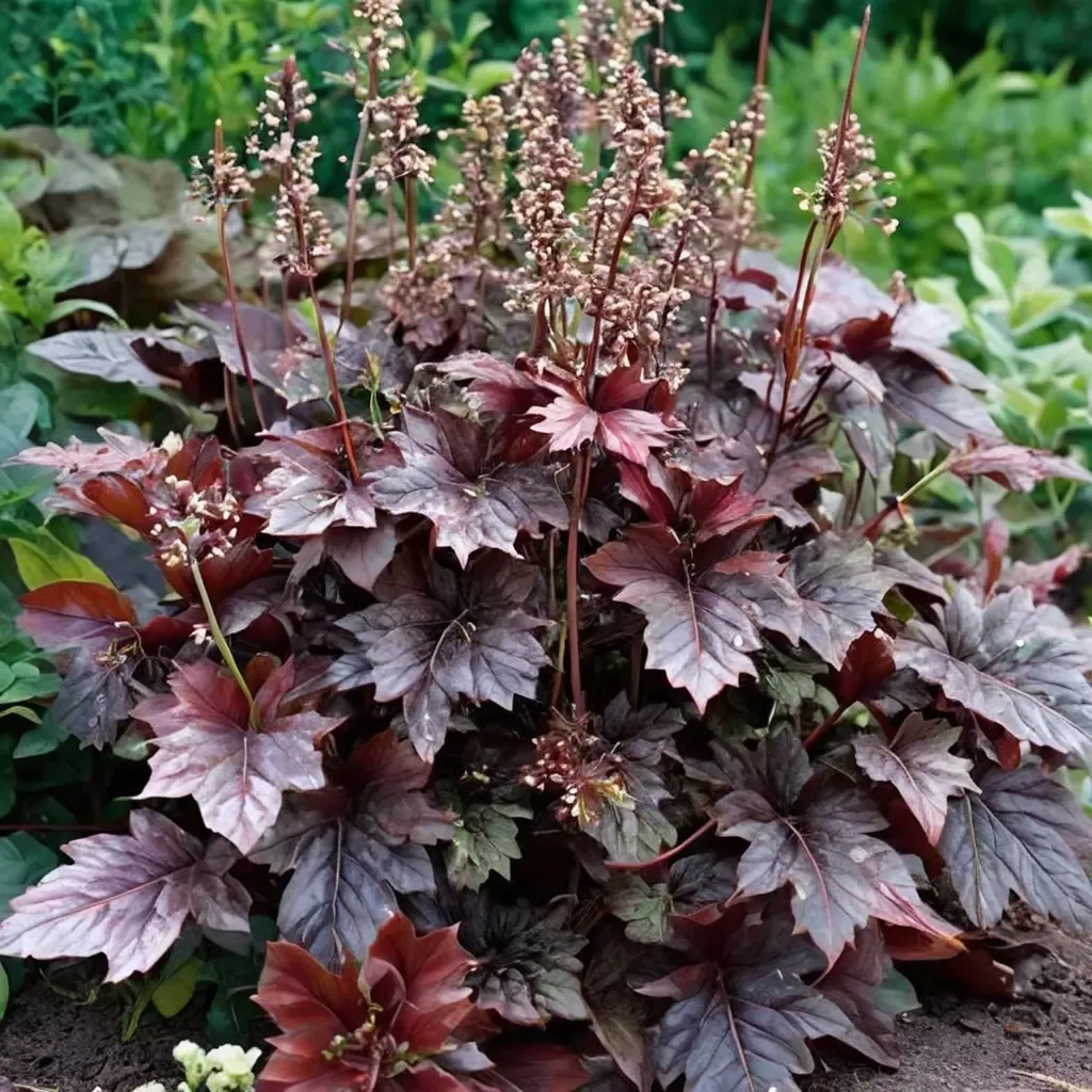Palace Purple Coral Bells