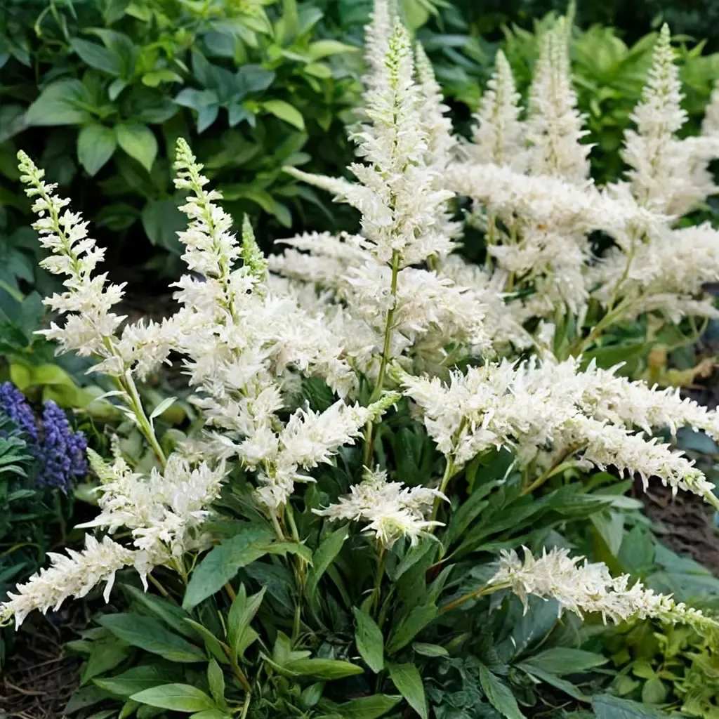 Vision in White Astilbe