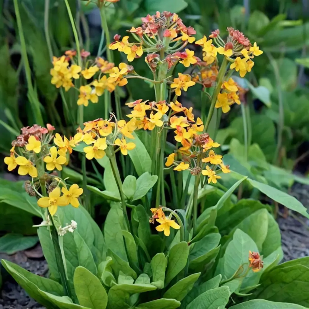 Bulley's Primrose