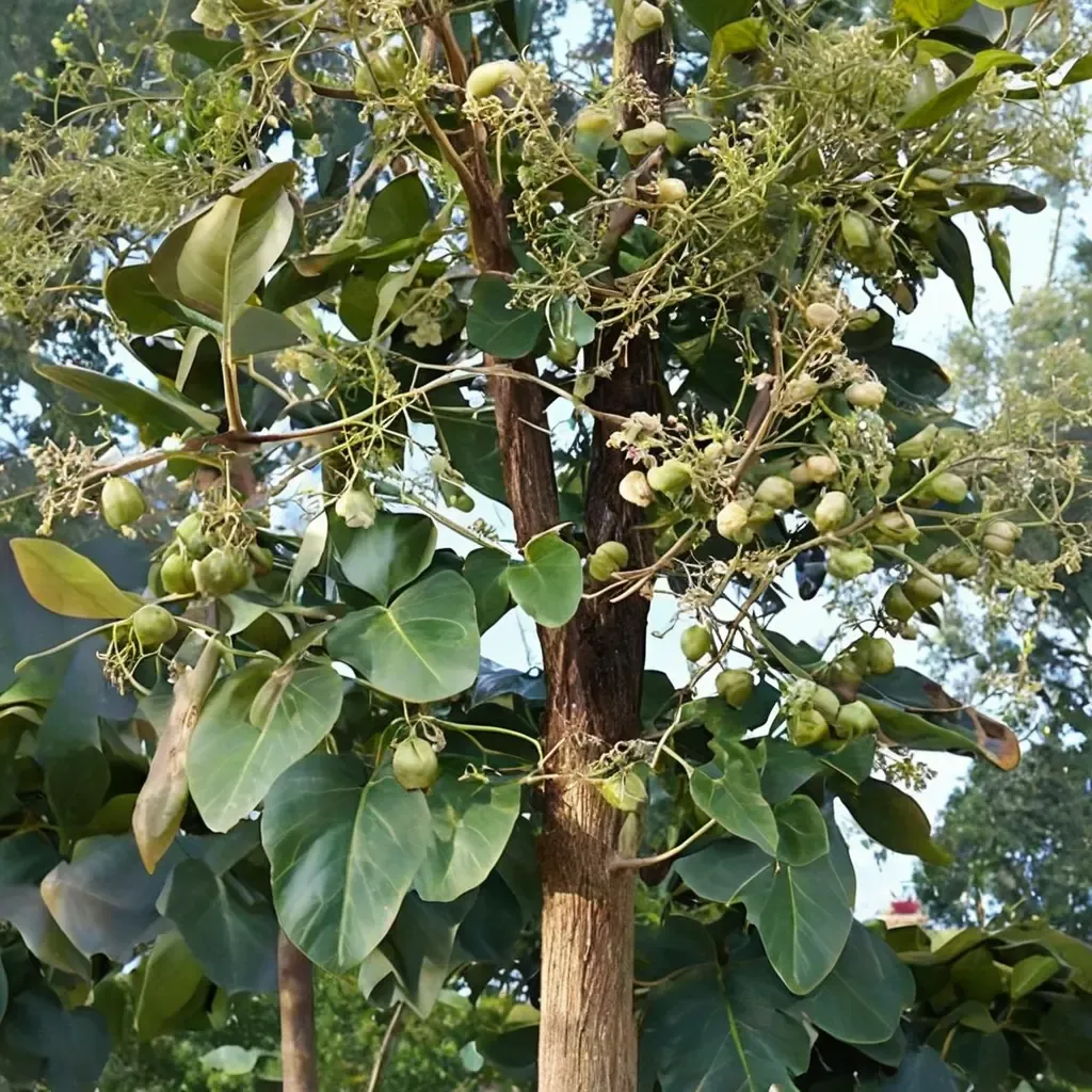 Teak
