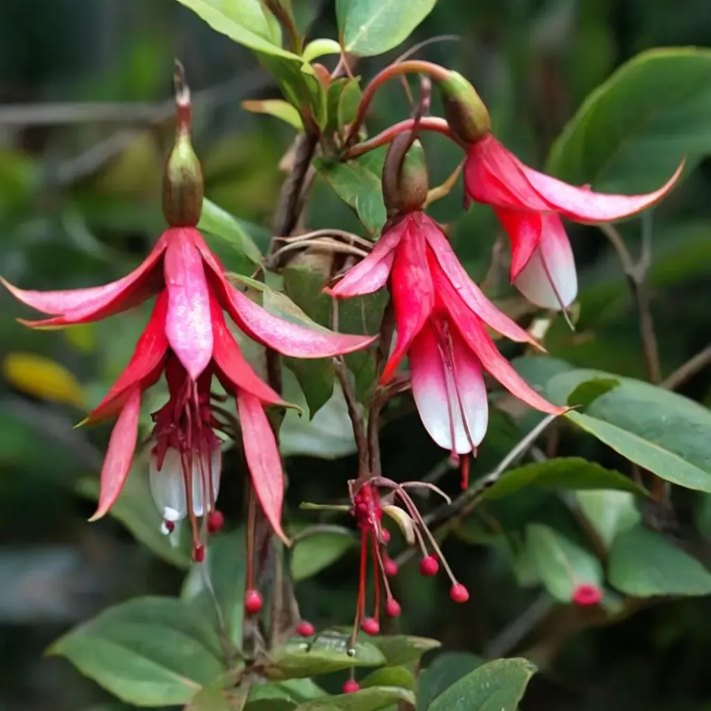 Ruddy Rodney Fuchsia