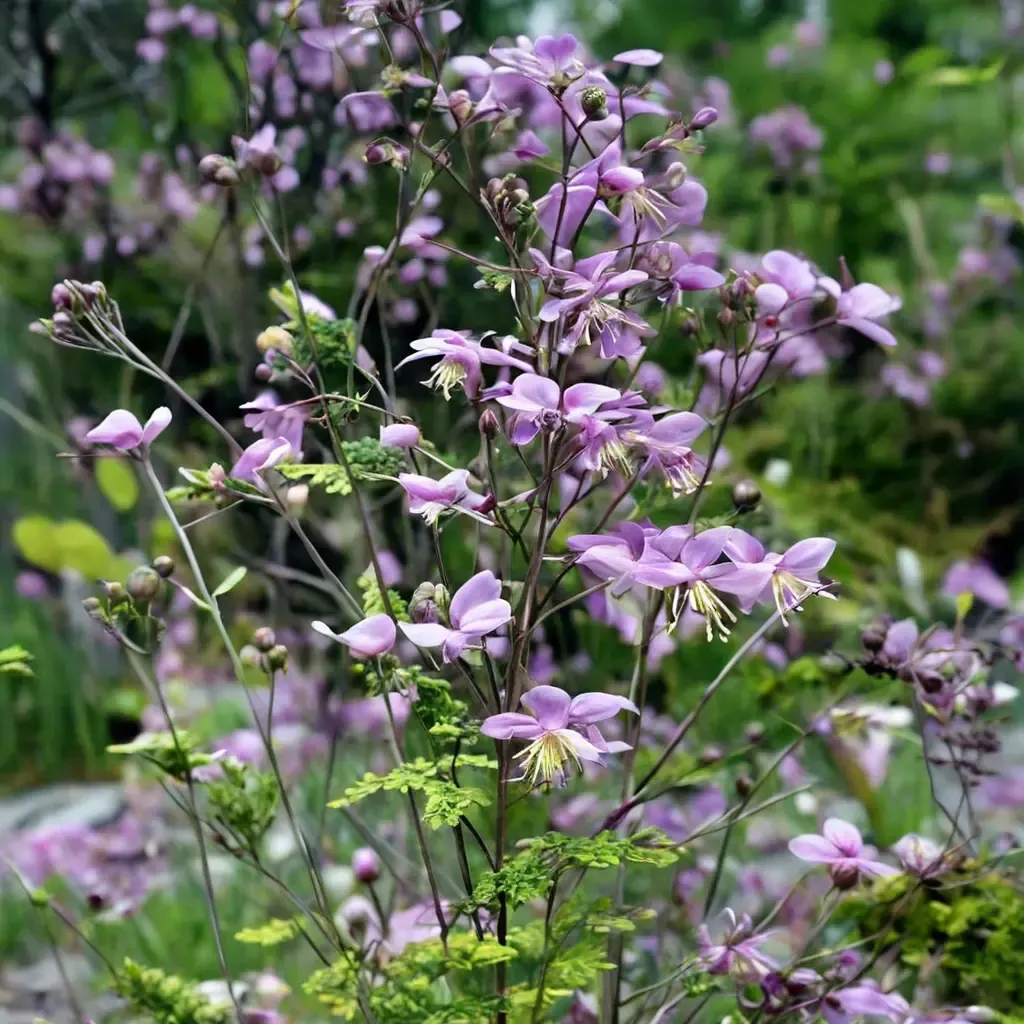 Chinese Meadow-Rue