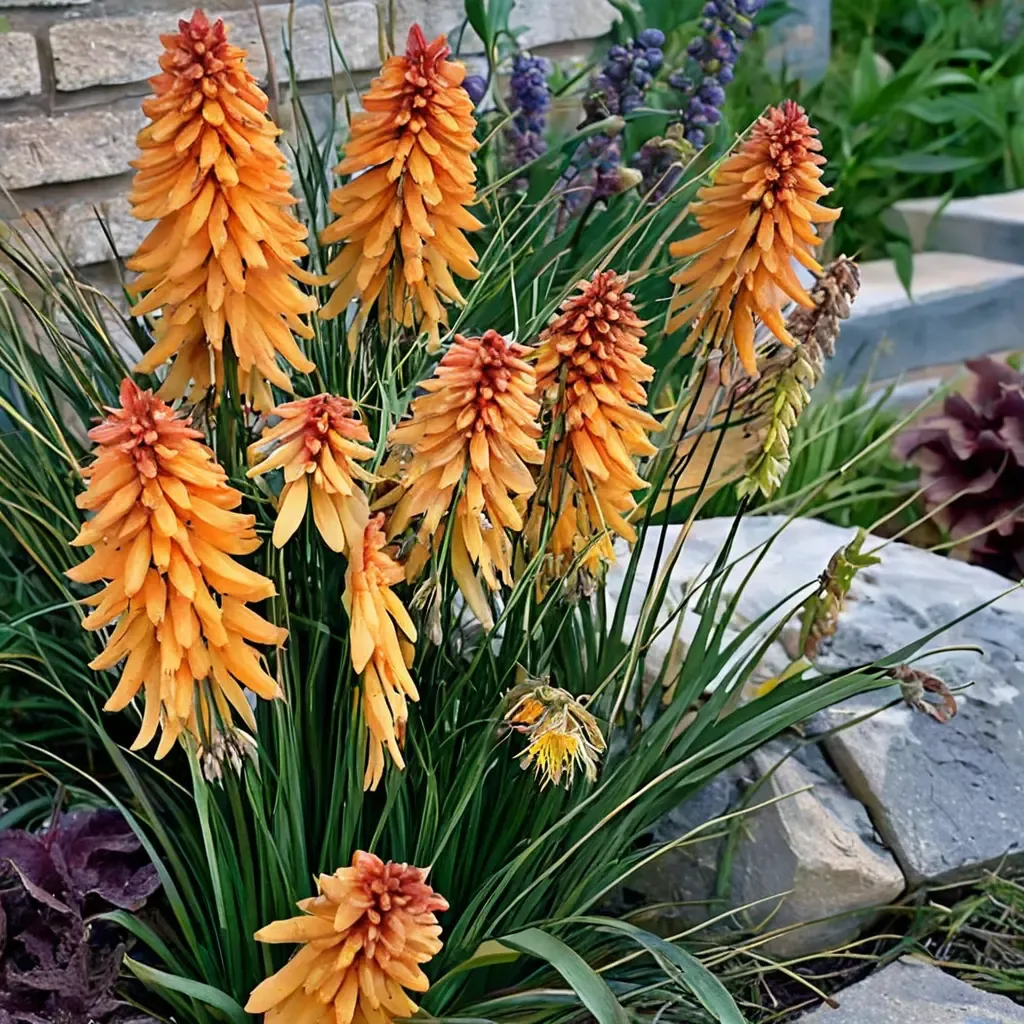 Poco Orange Red Hot Poker