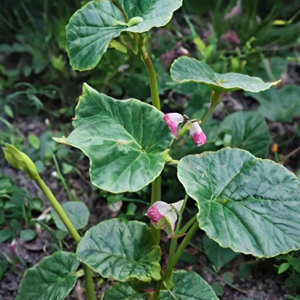 Begonia chitoensis BSWJ1954