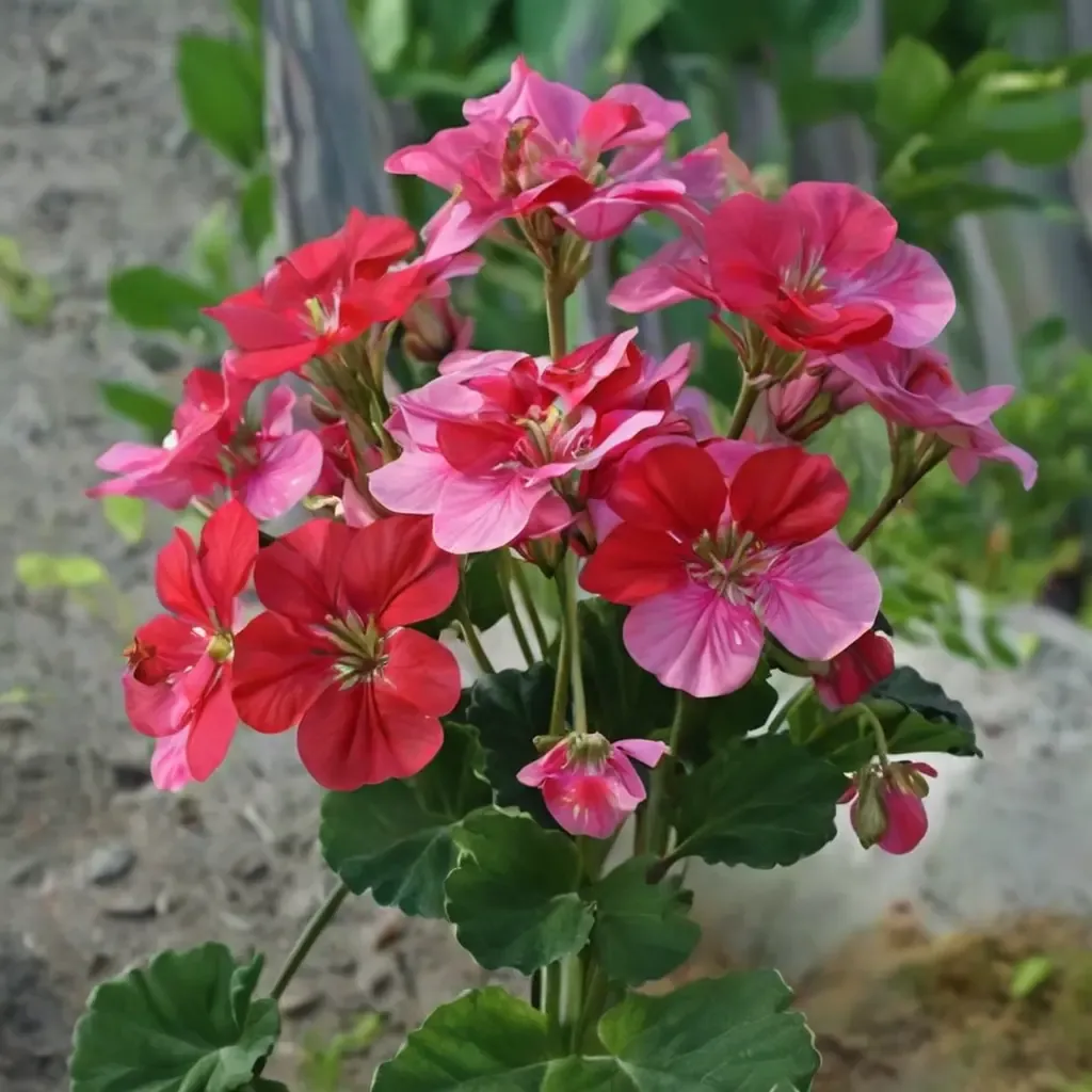 Zonal Geranium