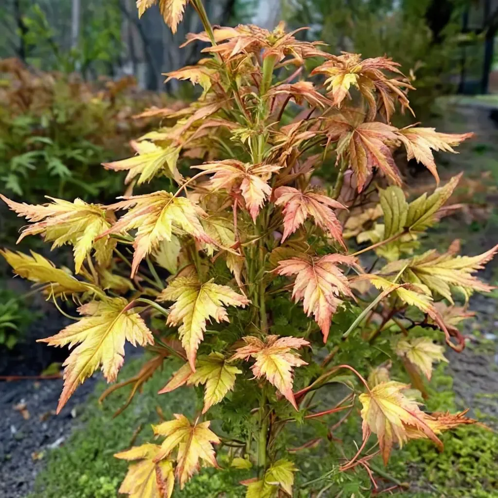 Katsura Japanese Maple