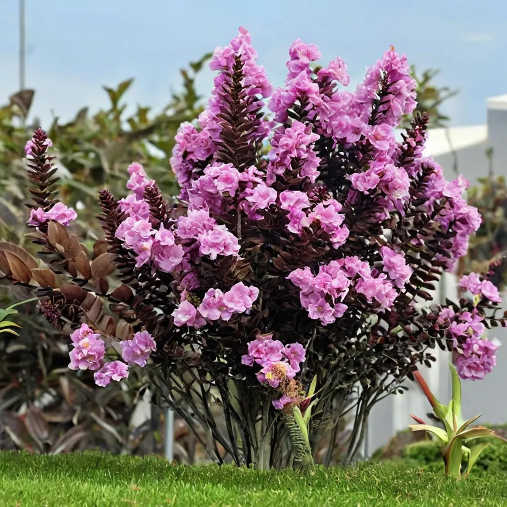 Crape Myrtle Delta Eclipse