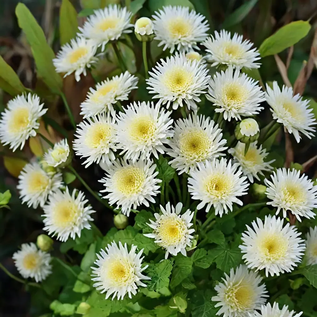 Selma Star Feverfew