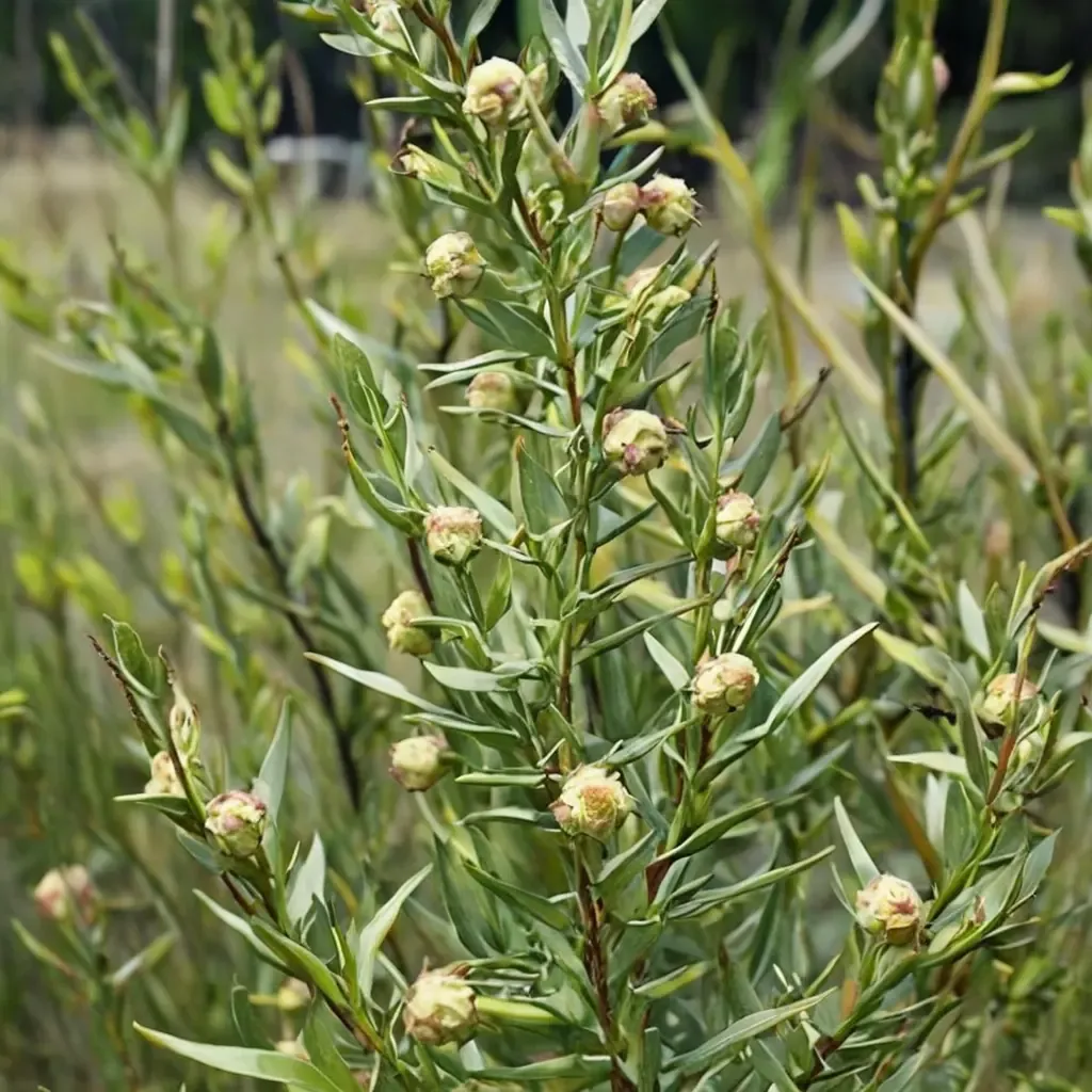 Tarragon