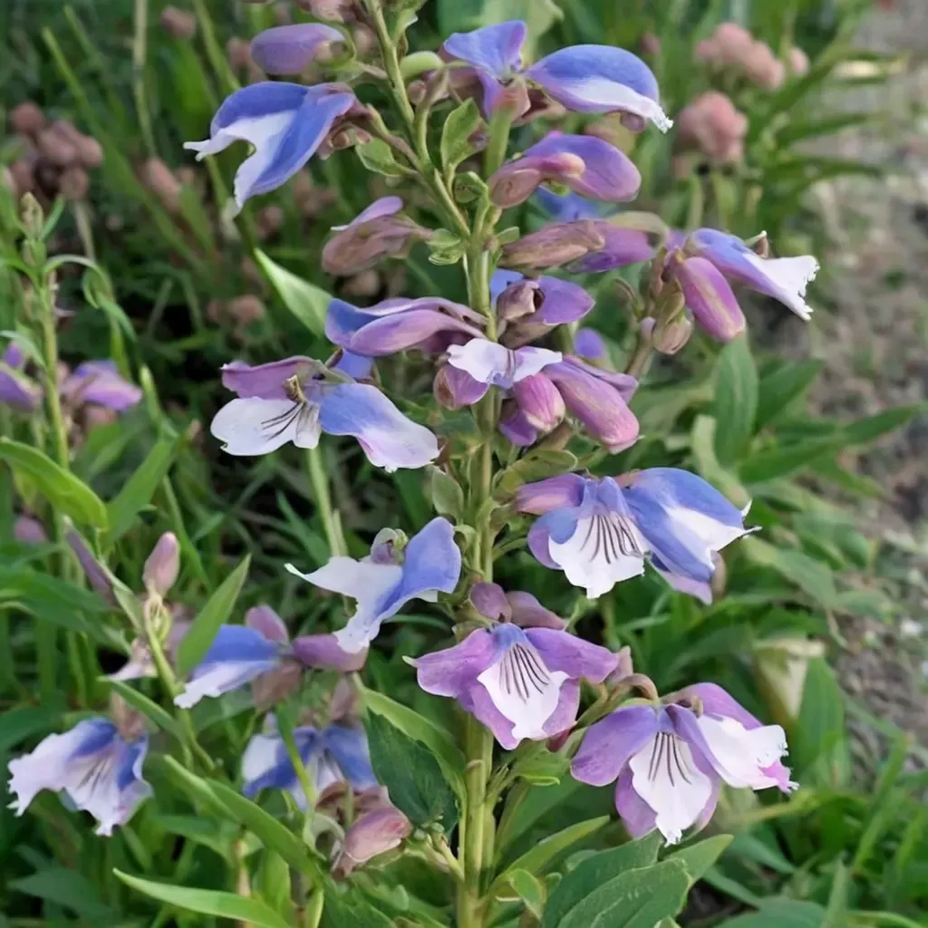 Stapleford Gem Beardtongue
