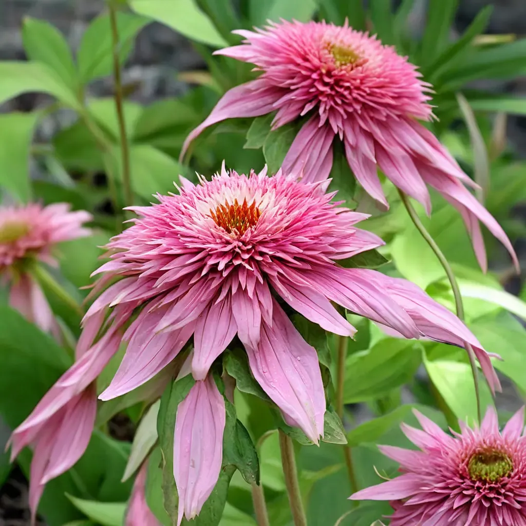 Double Delight Coneflower