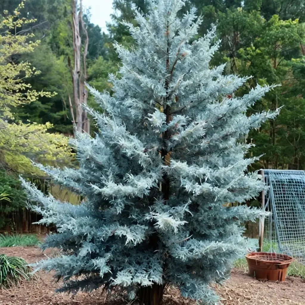 Blue Ice Arizona Cypress