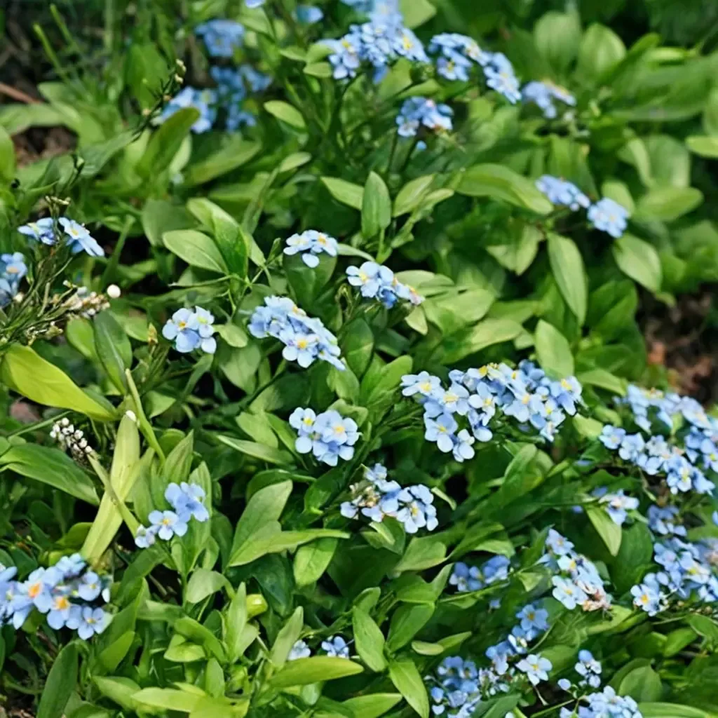 Southern Blue Forget-me-not