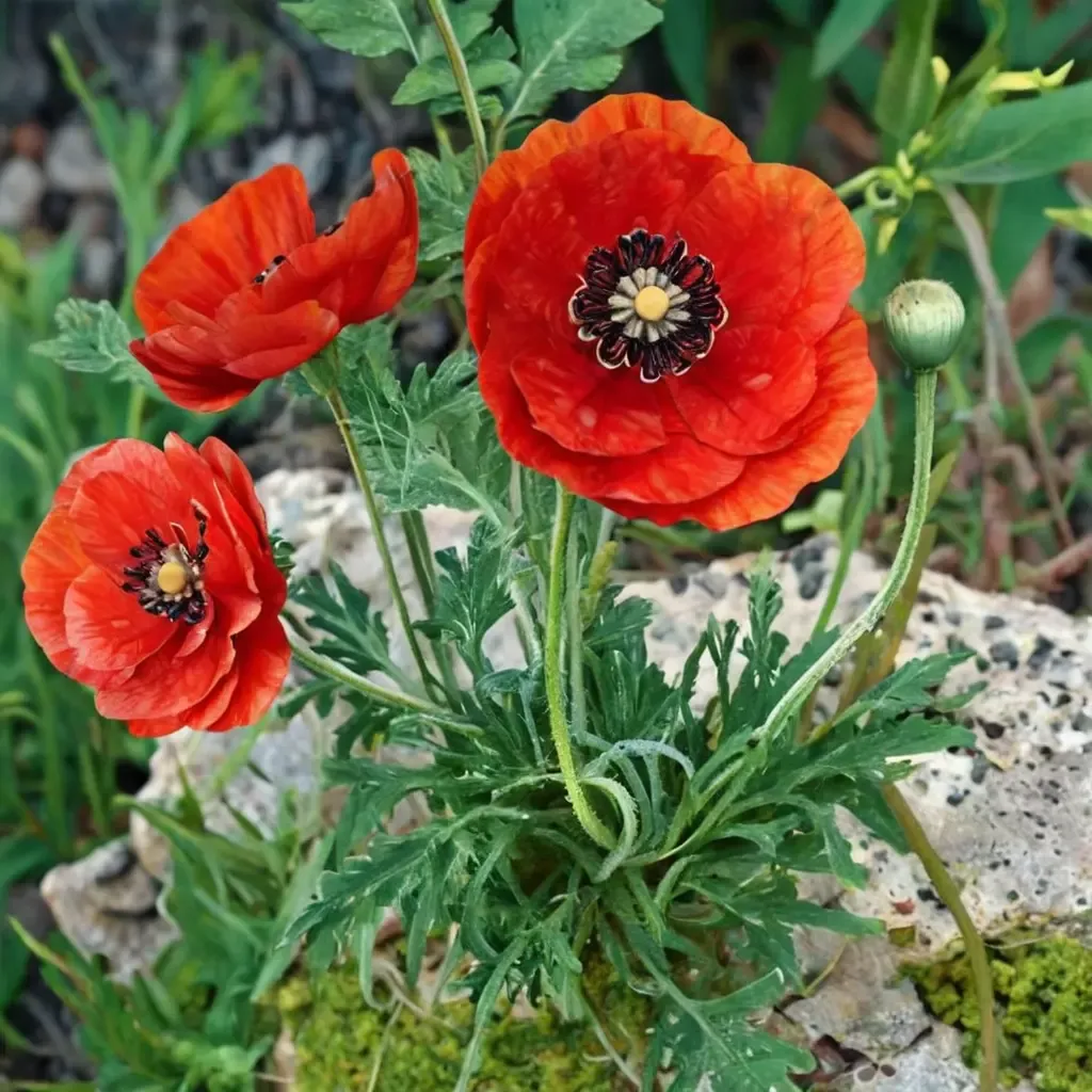 Corn Poppy