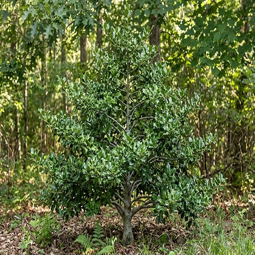 American Holly