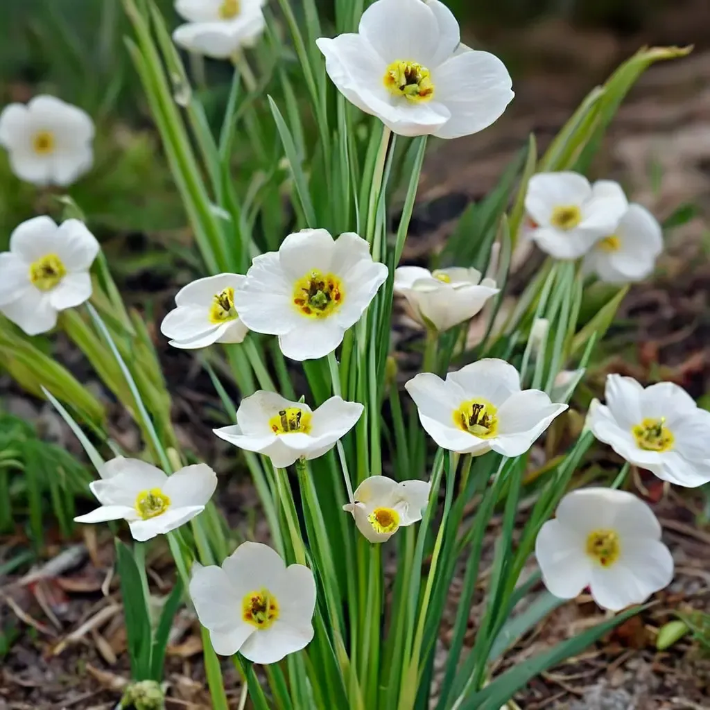 Poet's Narcissus Pheasant's Eye