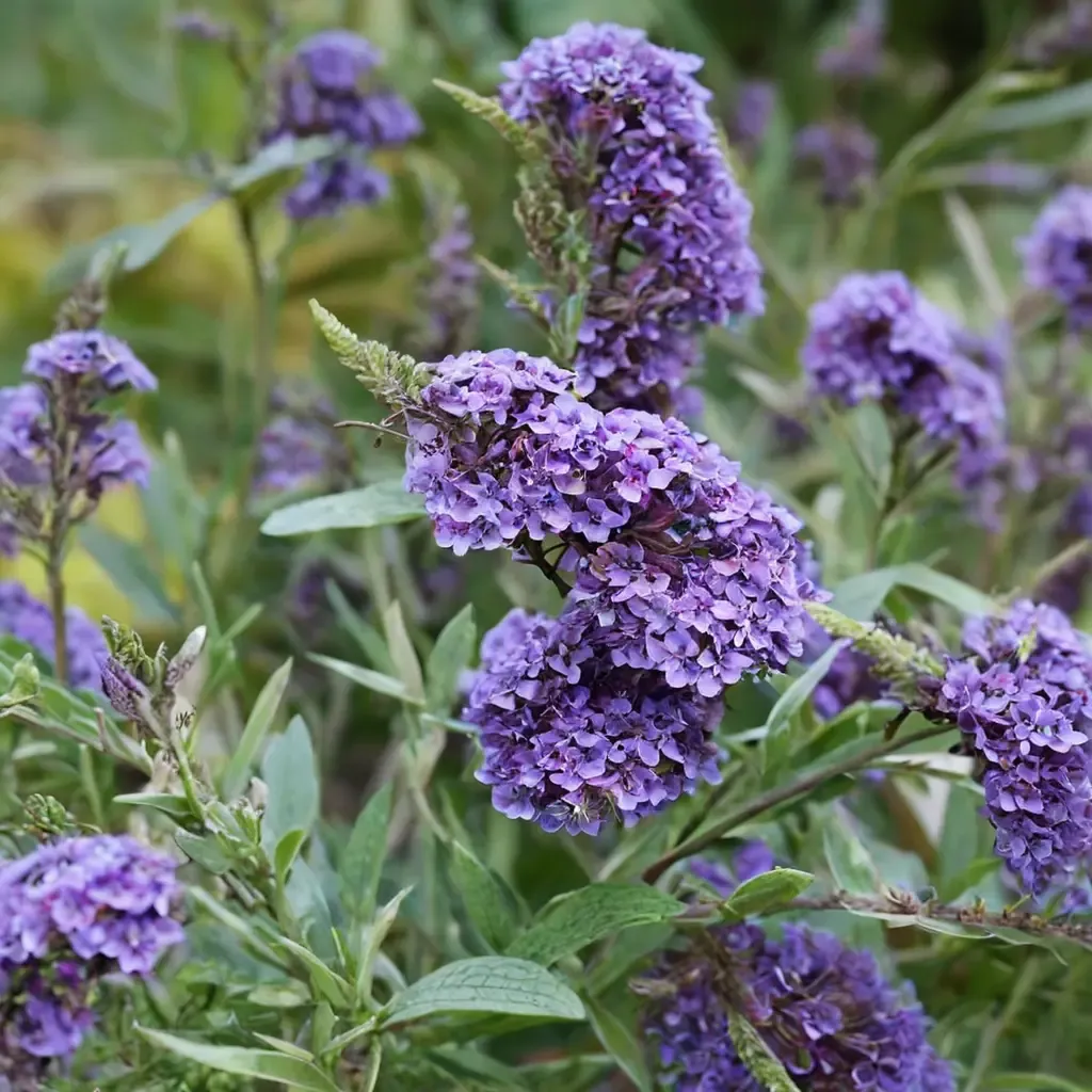 Buzz Sky Blue Butterfly Bush